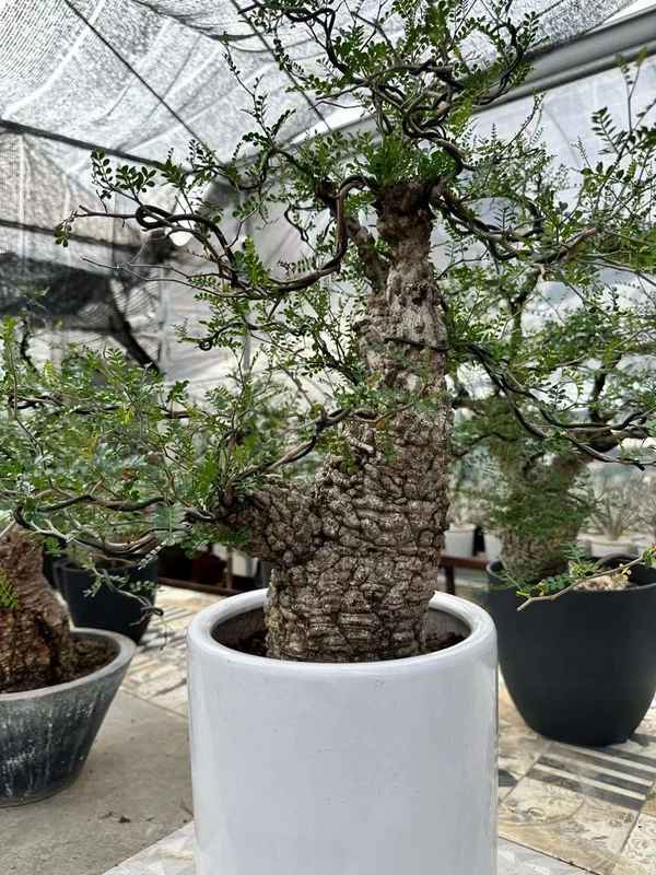 Cactus Succulent Plant Operculicarya pachypus Beautiful Plants