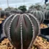 Uebelmannia pectinifera seedgrowth RareSucculent plant Cactus Garden 3-4CM
