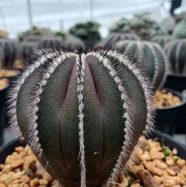 Uebelmannia pectinifera seedgrowth RareSucculent plant Cactus Garden 3-4CM