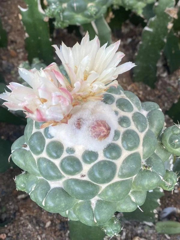 Coryphantha elephantidens cactusSucculentplant Garden Décor Boutique 10-12CM