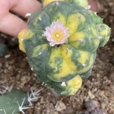 Multi Heads Succulent Plant variegated family indoor and outdoor 5-6CM