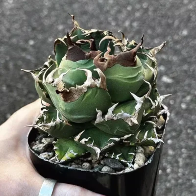 Agave Titanota imps RareAgave Beautiful Plant Garden Décor Boutique 6-9cm