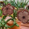 Edithcolea grandis Succulent potted plants Home decorating plants high13-18cm