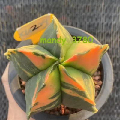 Astrophytum Myriostigma Variegated seedgrowth WYSIWYG Succulent Cactus Plants