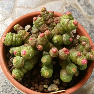 5CM Mammillaria Bocasana Hybrid Cactaceae Succulent Cactus Plant Beautiful