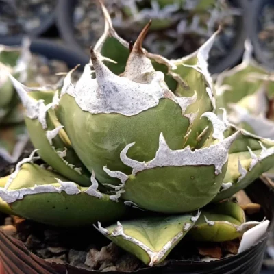 Agave Titanota “Sonth Africa Diamond”Rareyoung agave succulent plants