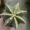 Astrophytum myriostygma Seedgrown Raresuculents plants WYSIWYG #250