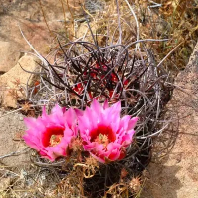 Echinocereus lindsayi RareSucculent plant seedinggrowth Garden 5CM