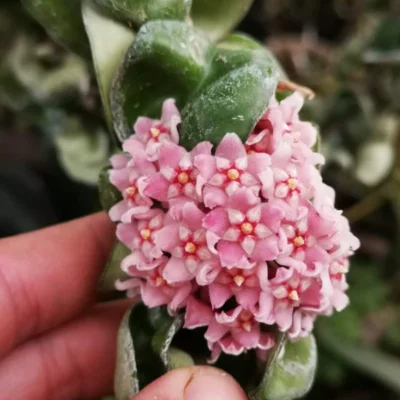 2PCS Hoya Compacta aka or Hoya Hindu Rope Plant Available RareSucculent 6-8CM