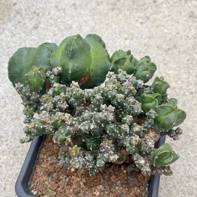 Succulent cactus Plant Astrophytum myriostigma var. columnare Monstata7-8CM