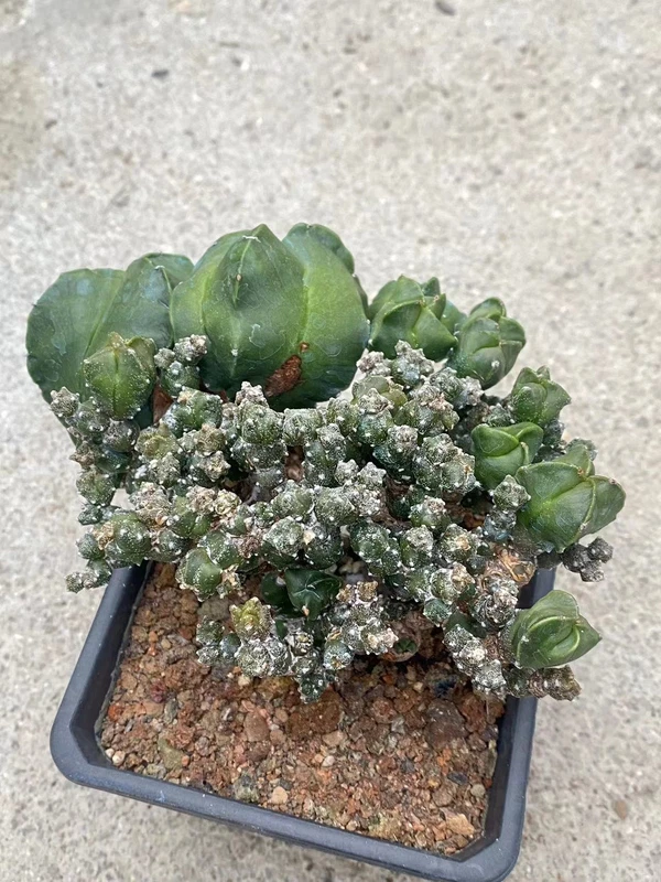 Succulent cactus Plant Astrophytum myriostigma var. columnare Monstata7-8CM
