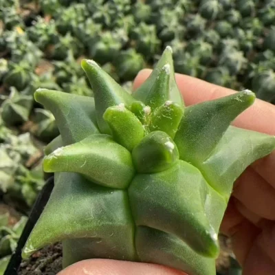 Astrophytum myriostygma 'Kikko' - Seedgrown Rare suculents plants 5-7CM