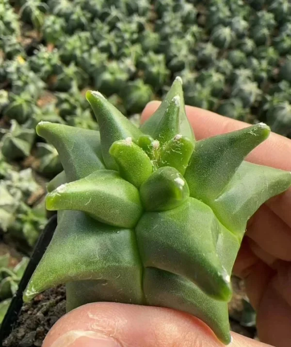 Astrophytum myriostygma 'Kikko' - Seedgrown Rare suculents plants 5-7CM