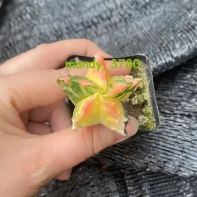 Astrophytum myriostygma variegated Seedgrown WYSIWYG -4.11-3