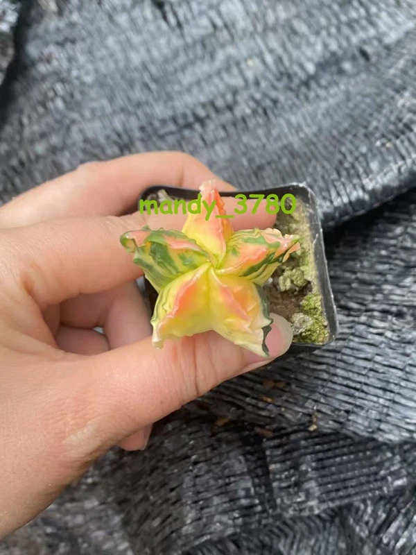 Astrophytum myriostygma variegated Seedgrown WYSIWYG -4.11-3