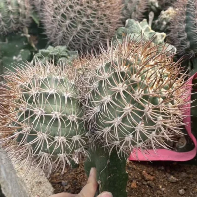 Rarecactus Succulent plants Pyrrhocactus bulbocalyx Garden plants WYSIWYG