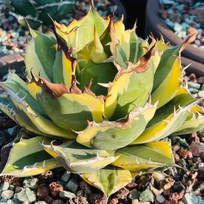 Agave titanota 'Snaggle Tooth' Mutant agave s(Tissue cultured )5-7CM