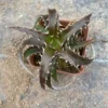 Dyckia marnier lapostollei Raresucculent plant cacti