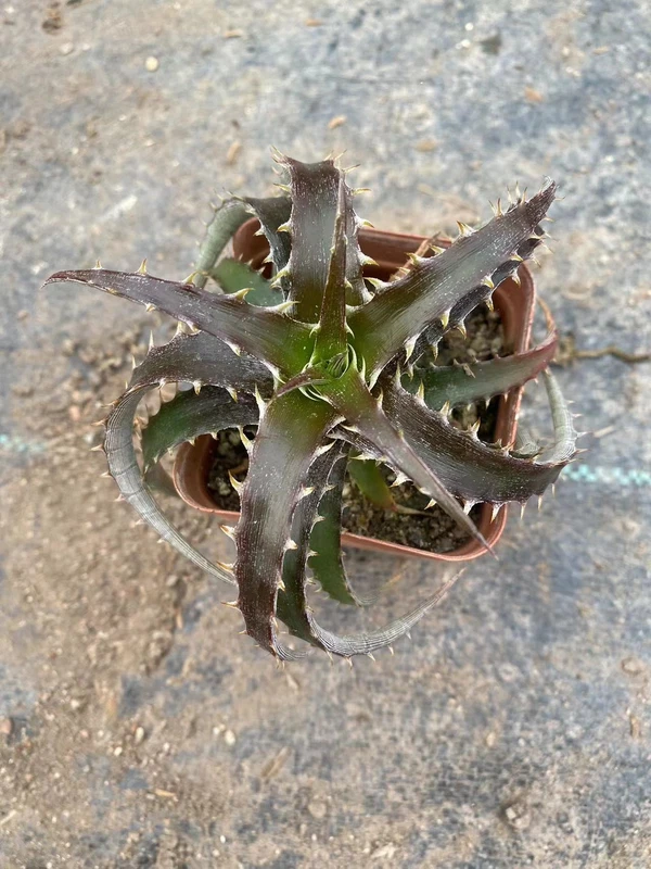 Dyckia marnier lapostollei Raresucculent plant cacti