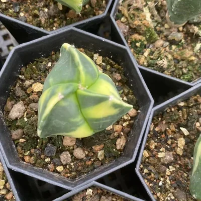 RareCactus Plants Astrophytum Myriostigma Variegated seedgrowth random 2-3CM