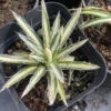 Toumeyana ssp.Bella Variegated Agave Succulent Cactus Agave Plant