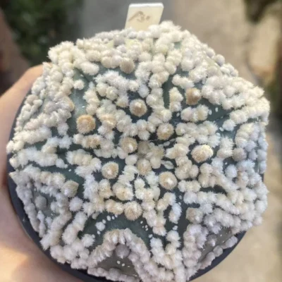 Astrophytumasteriasvar.hanazono cactus Succulent plants seedgrowth WYSIWYG A1