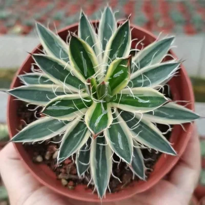 variation Agave filiferaSalm-Dyck Beautiful agave Raresucculent plant 8-10cm