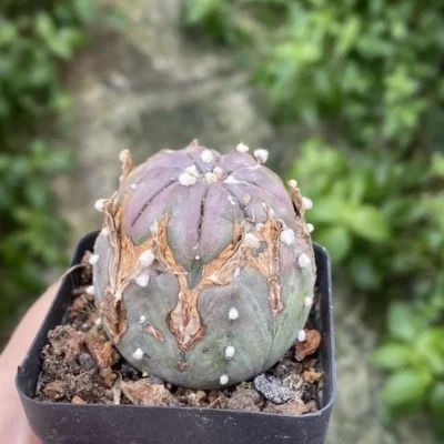 RareSucculent cactus plant Astrophytum asterias seedgrowth WYSIWYG