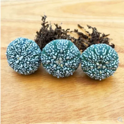 10PCS 3-5cm RareSucculent cactus plant Astrophytum asterias Garden plants
