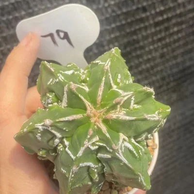 Astrophytum myriostygma cv. Fukuryu OwnRoot Garden Décor Boutique WYSIWYG