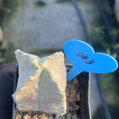 Whitesloanea crassa Pseudolithos cubiformis Raresucculent cactus WYSIWYG 043#