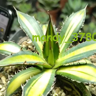 RareSucculent Plant Agave Horrida Variegated yellow 8-12CM random