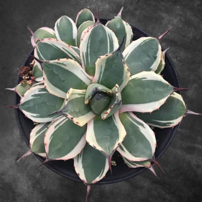 7-8cm agave patoniivariegata succulent plants Home Garden beautiful Plants
