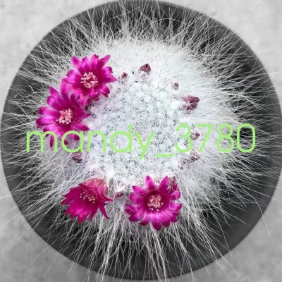 RareSucculent Plant Mammillaria hahniana f. lanata SelfRooted 4CM