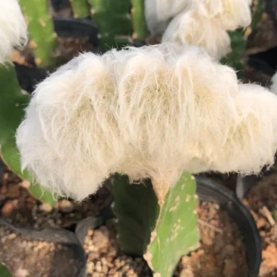 RareSucculent Plant Espostoa lanata Cristata Random Boutique 8-10CM