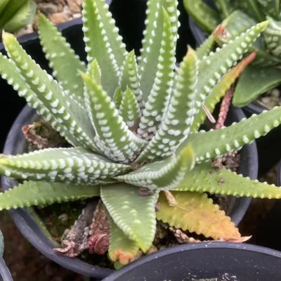 Haworthia Succulent cactus Plant Garden Décor Boutique