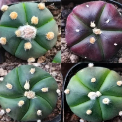 3PCS Astrophytum asterias cactus Succulent plants potted Garden Bonsai 3-5cm