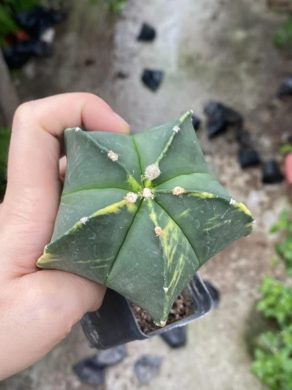 8.5CM Astrophytum myriostygma variegated Seedgrown WYSIWYG Garden Décor 035#