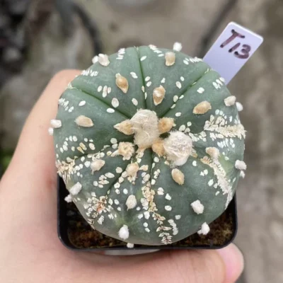 Astrophytum asterias seedgrowth cactus Boutique WYSIWYG T13